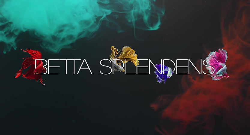 Trailer "Betta Splendens"